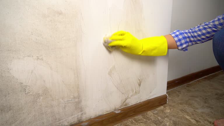 Professional Mold Inspection, Removal & Remediation in Pewee Valley, KY